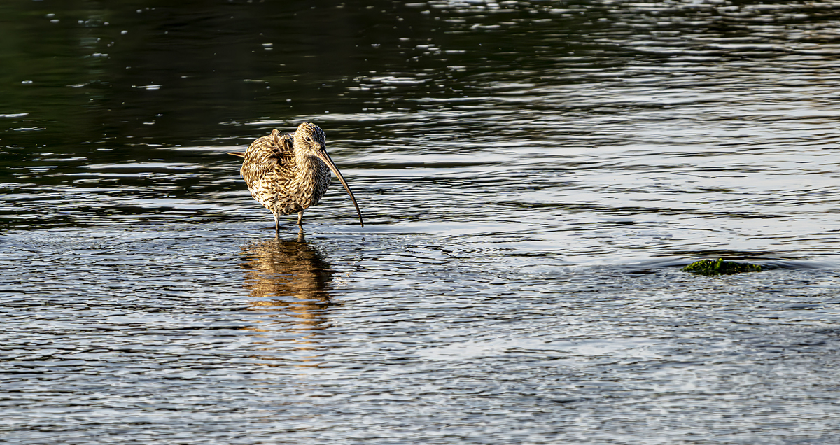 Conder Green Pools